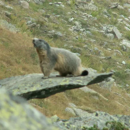 B.&.b 44 Bed & Breakfast Ostana